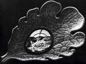 M. C. Escher, Dewdrop